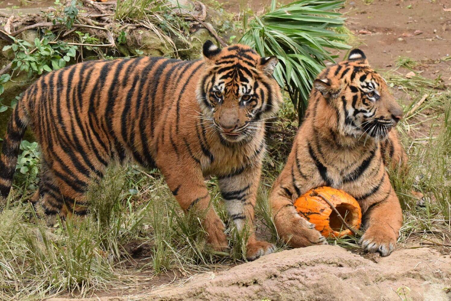 ハロウィンイベント報告-3の写真