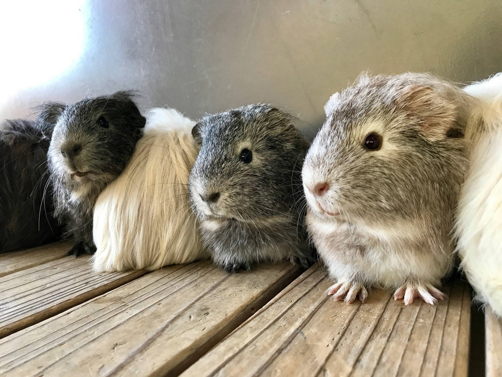 モルモットの新入生の写真