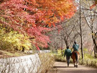 秋と冬のコラボ