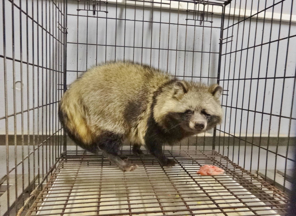 ズーラシアスクール 第2回「どうしたの?傷ついた野生動物」の写真