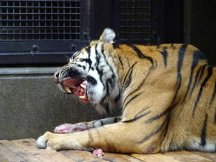 子育て情報-67(離れ離れでね・・)