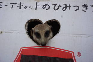 ミーアキャットの秘密基地1