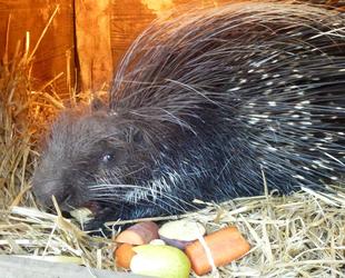 クリス・食欲の秋 再び・・・