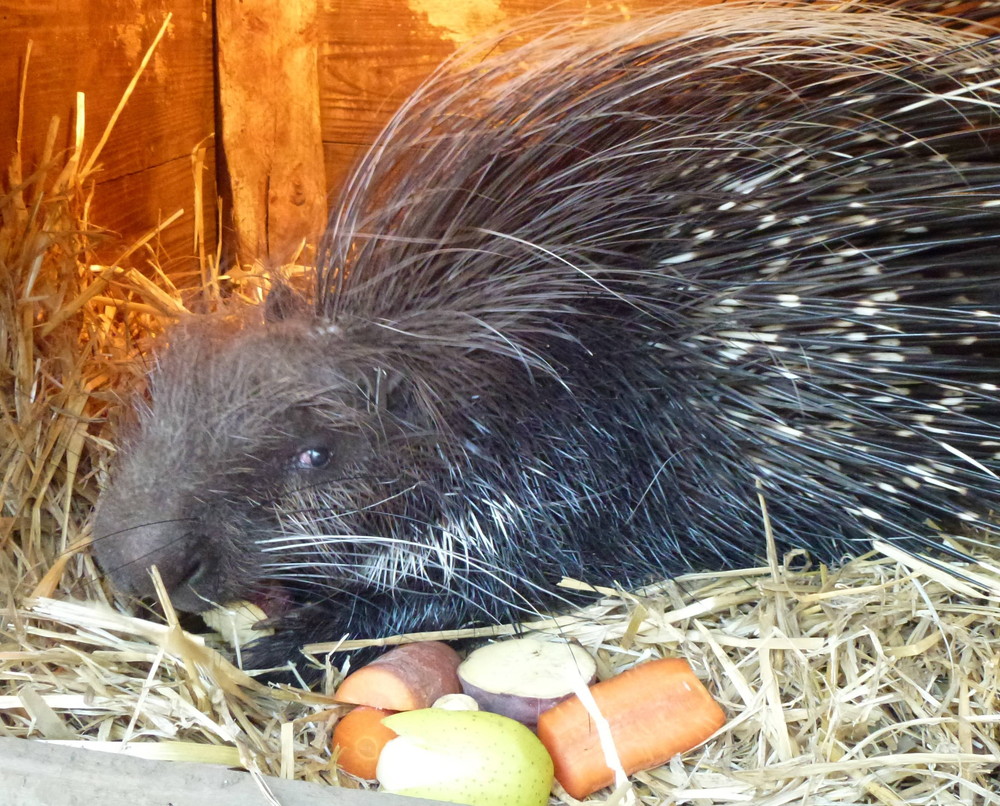 クリス・食欲の秋　再び・・・の写真