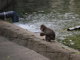 ニホンザル 秋の味覚を堪能!③