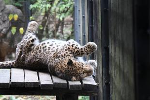 ダッシュのお誕生日会2017