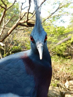 バードケージのニューカマー！その２