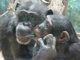 マリモ、大きくなったけど