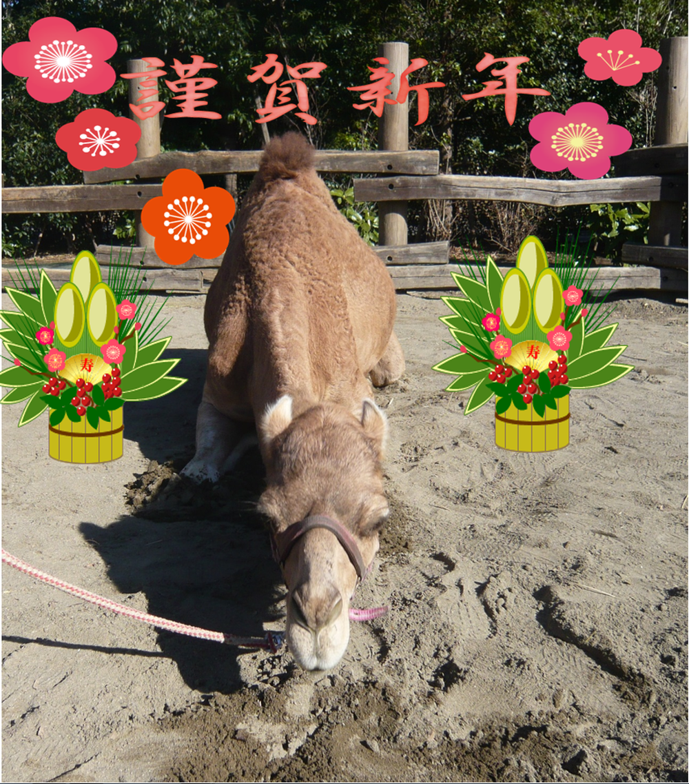 らくだ新年の写真