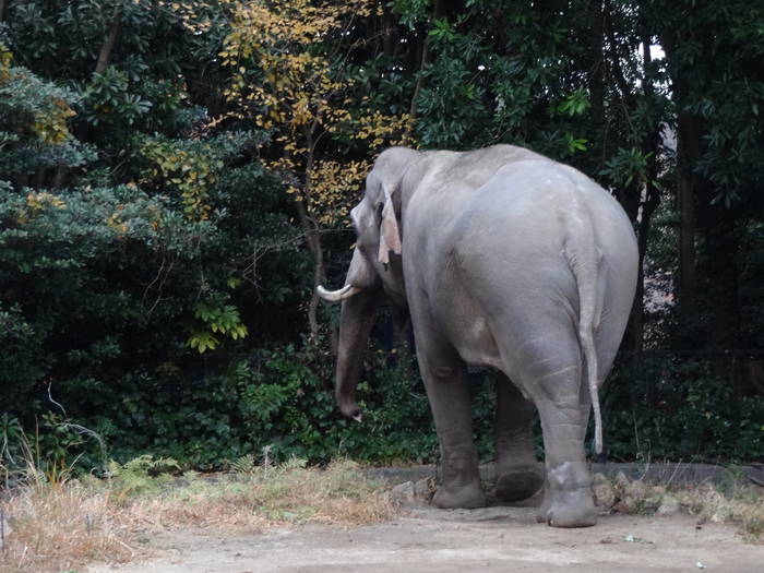 【飼育日誌】201712：ゾウ１.jpgのサムネイル画像