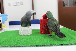 エールとテルの年末