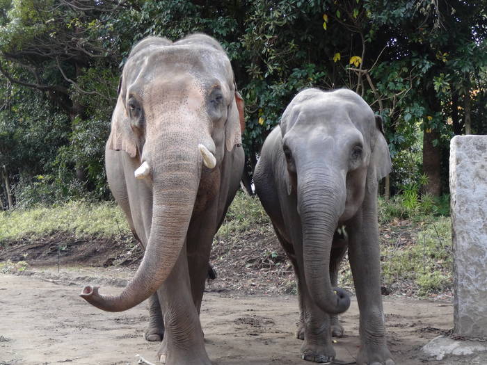 【飼育日誌】201712：ゾウ7.jpgのサムネイル画像