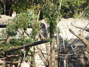 おいしいクリスマス♪~ニホンザルの場合~