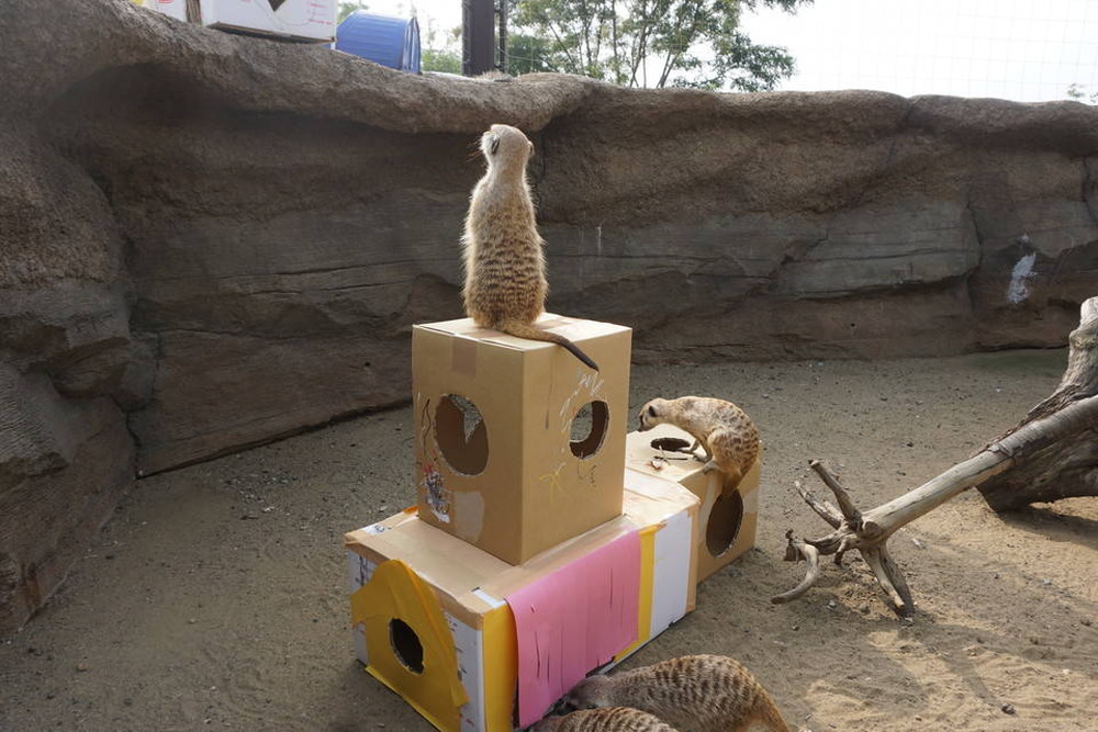 ミーアキャットの秘密基地3の写真
