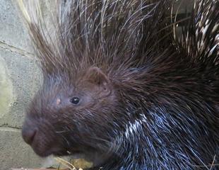 謎のヤマアラシ ~完結編~