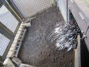 謎のヤマアラシ ~前編~