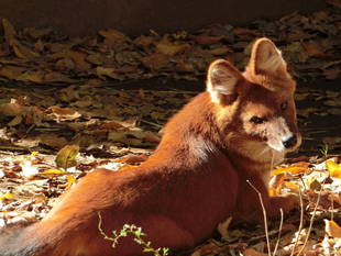 この時期だけの絨毯