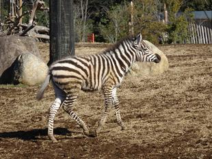 グラントシマウマの「ラン」１歳になりました