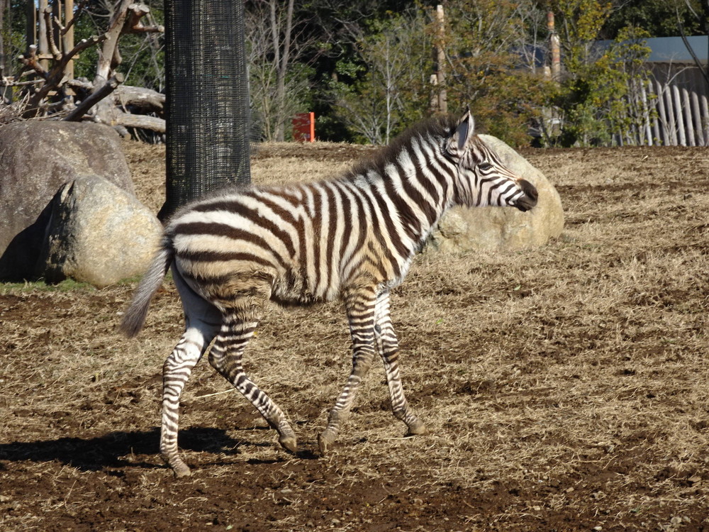 グラントシマウマの「ラン」1歳になりましたの写真