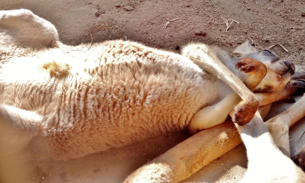 カンガルー達のおやすみタイムの写真