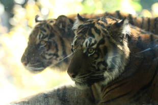 園路が閉鎖されていても・・・②