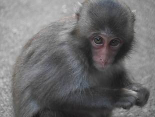 ニホンザルすくすく成長記⑪