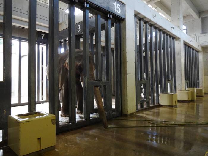 【飼育日誌】201712：ゾウ2.jpgのサムネイル画像