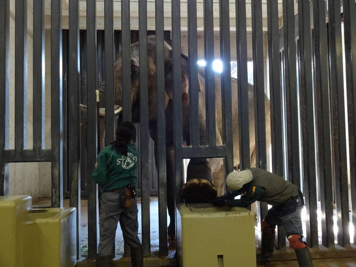 【飼育日誌】201712：ゾウ3.jpgのサムネイル画像