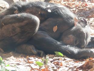 チンパンジー日和