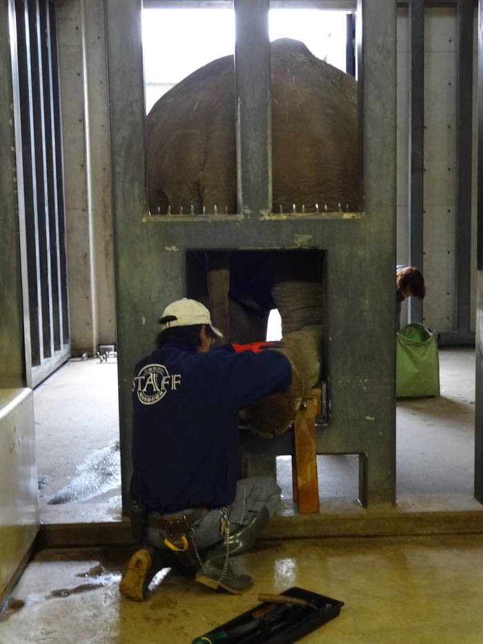 【飼育日誌】201712：ゾウ4.jpgのサムネイル画像