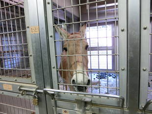 ミンミンと黒い板