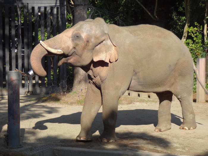 【飼育日誌】201712：ゾウ6.jpgのサムネイル画像