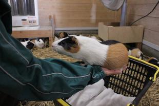 手乗りモルモット