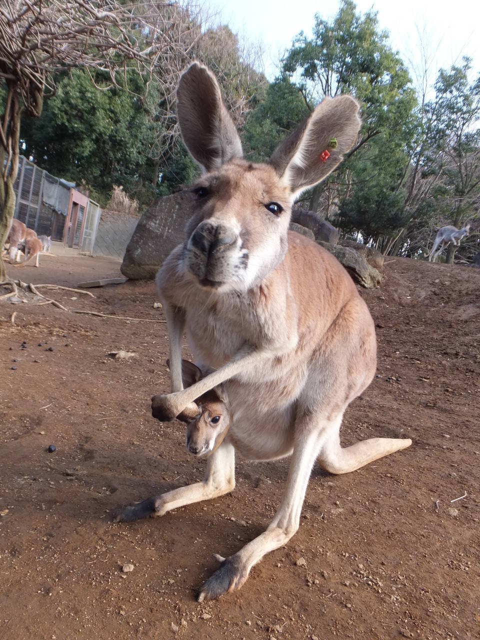 キララありがとうの写真