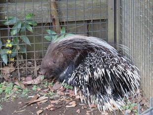 謎のヤマアラシ ~後編~