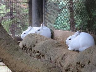 ノウサギ・セリの仔、性別判明!!