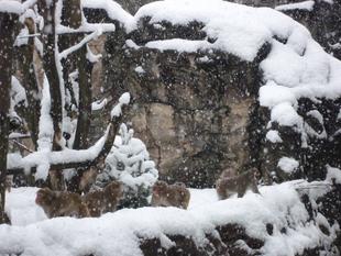 雪の日の過ごし方～ニホンザルの場合～