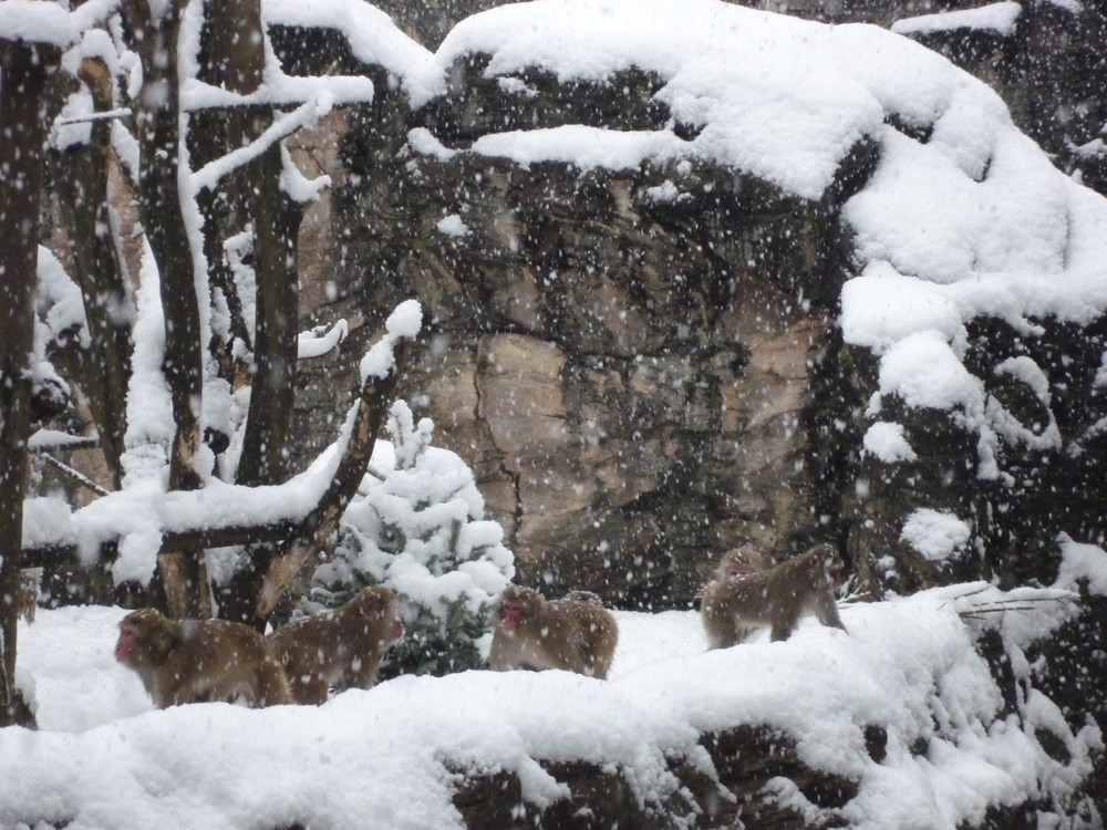 雪の日の過ごし方~ニホンザルの場合~の写真