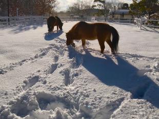 白銀のぱかぱか広場