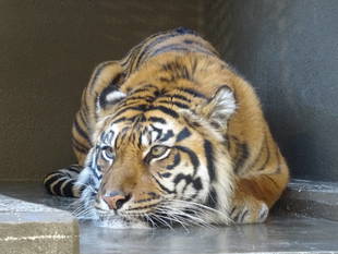 ある日のカリ・・・その1