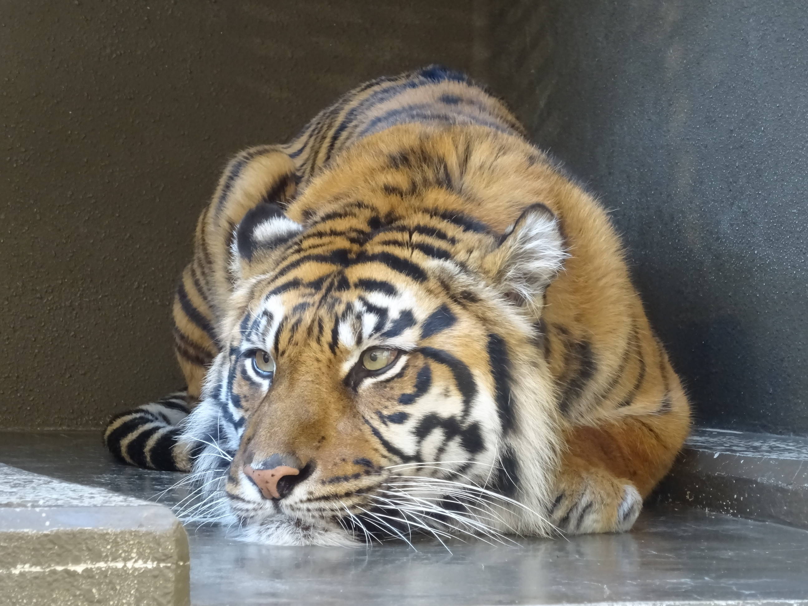 ある日のカリ・・・その1の写真