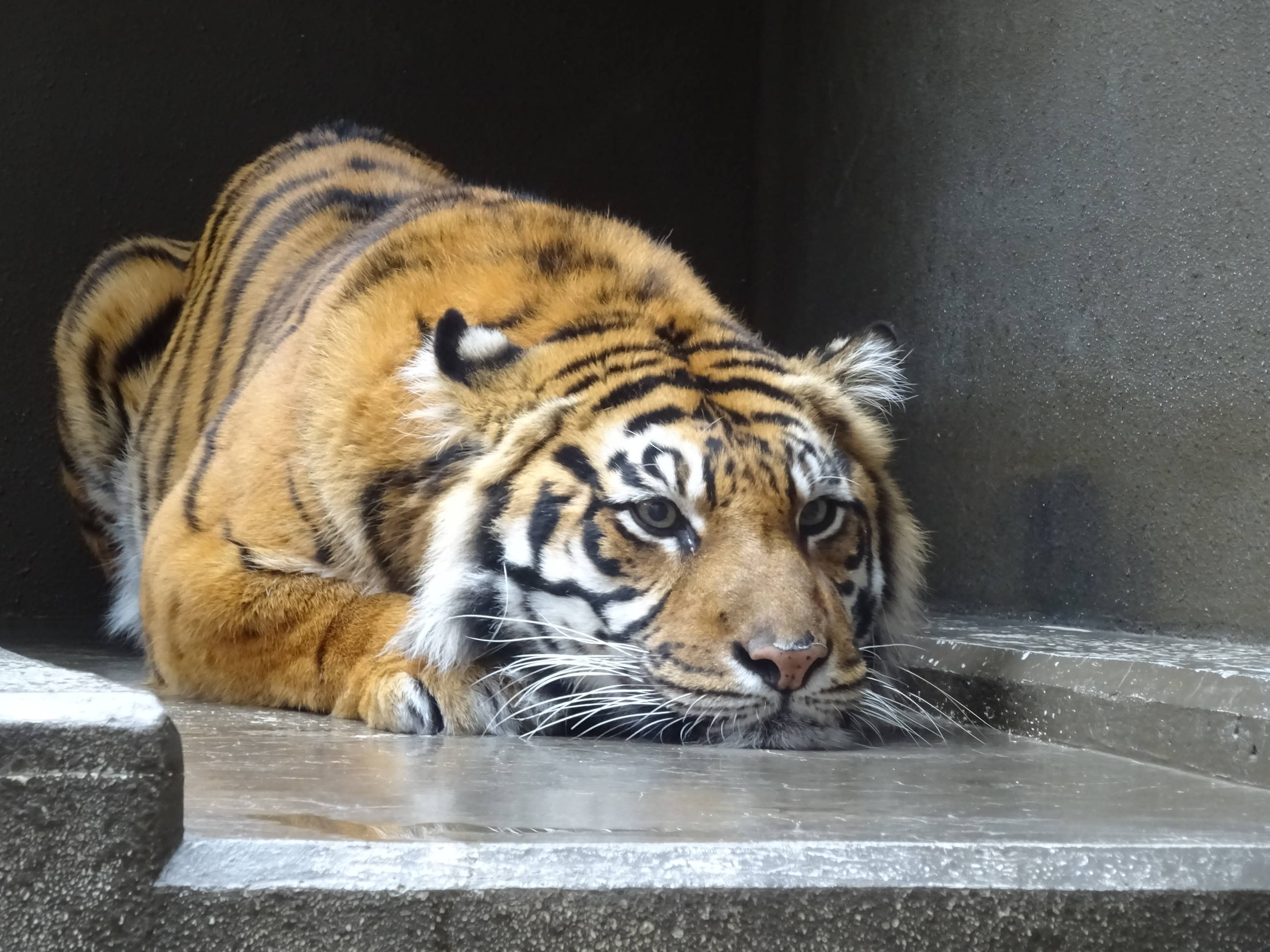 ある日のカリ・・・その2の写真