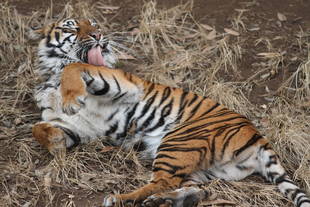 ある日のカリ・・・その3