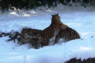 先月の積雪・・・③