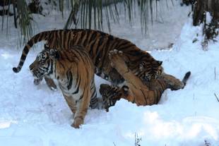 先月の積雪・・・④