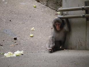 ニホンザルすくすく成長記⑫