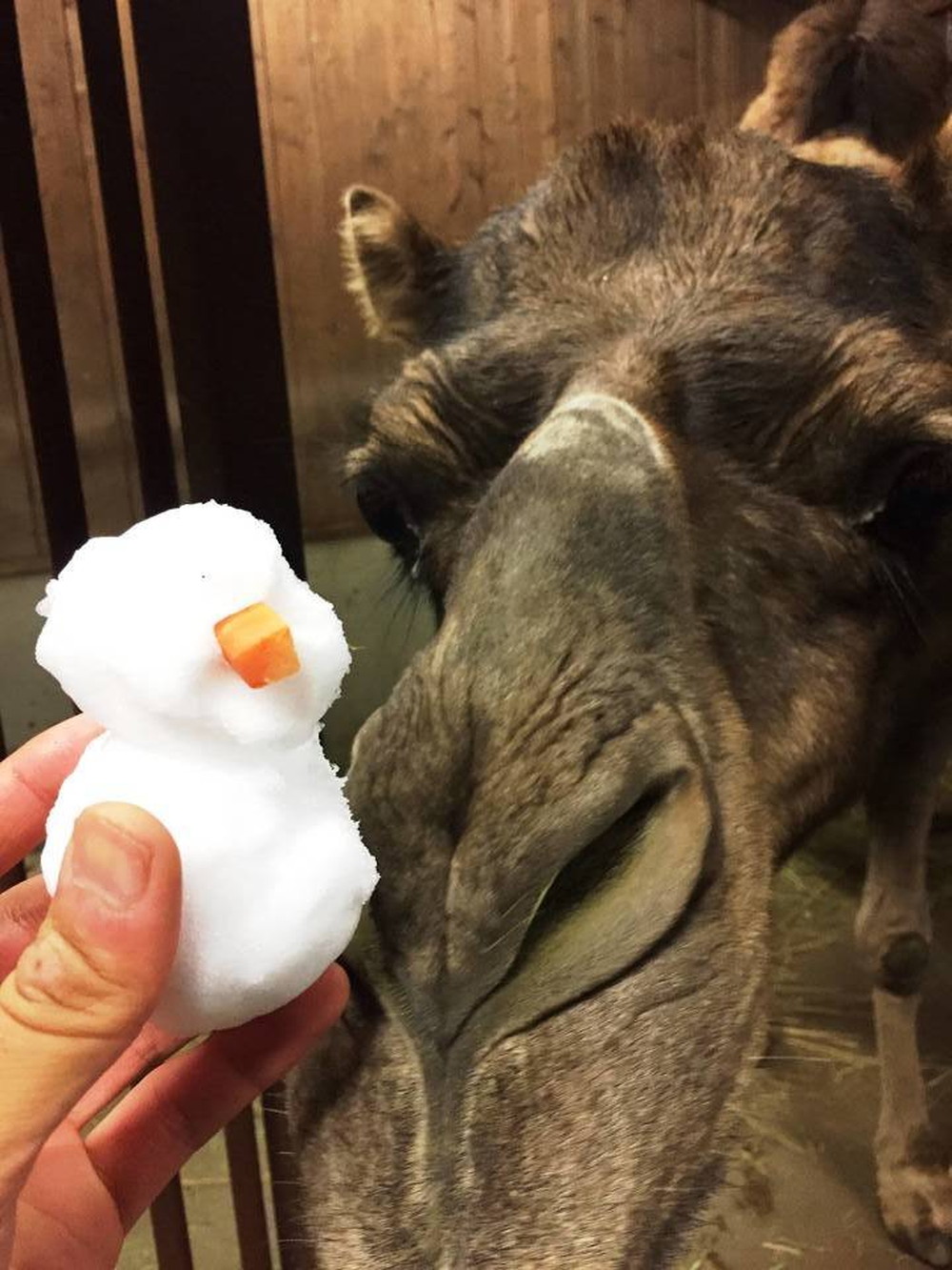 雪らくだの写真
