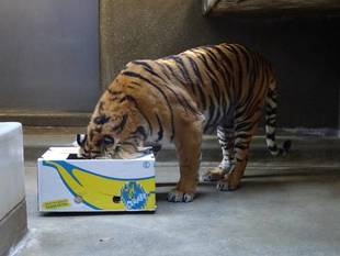 年が明けても（　＾ω＾）・・・