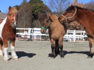 新年を迎えて...