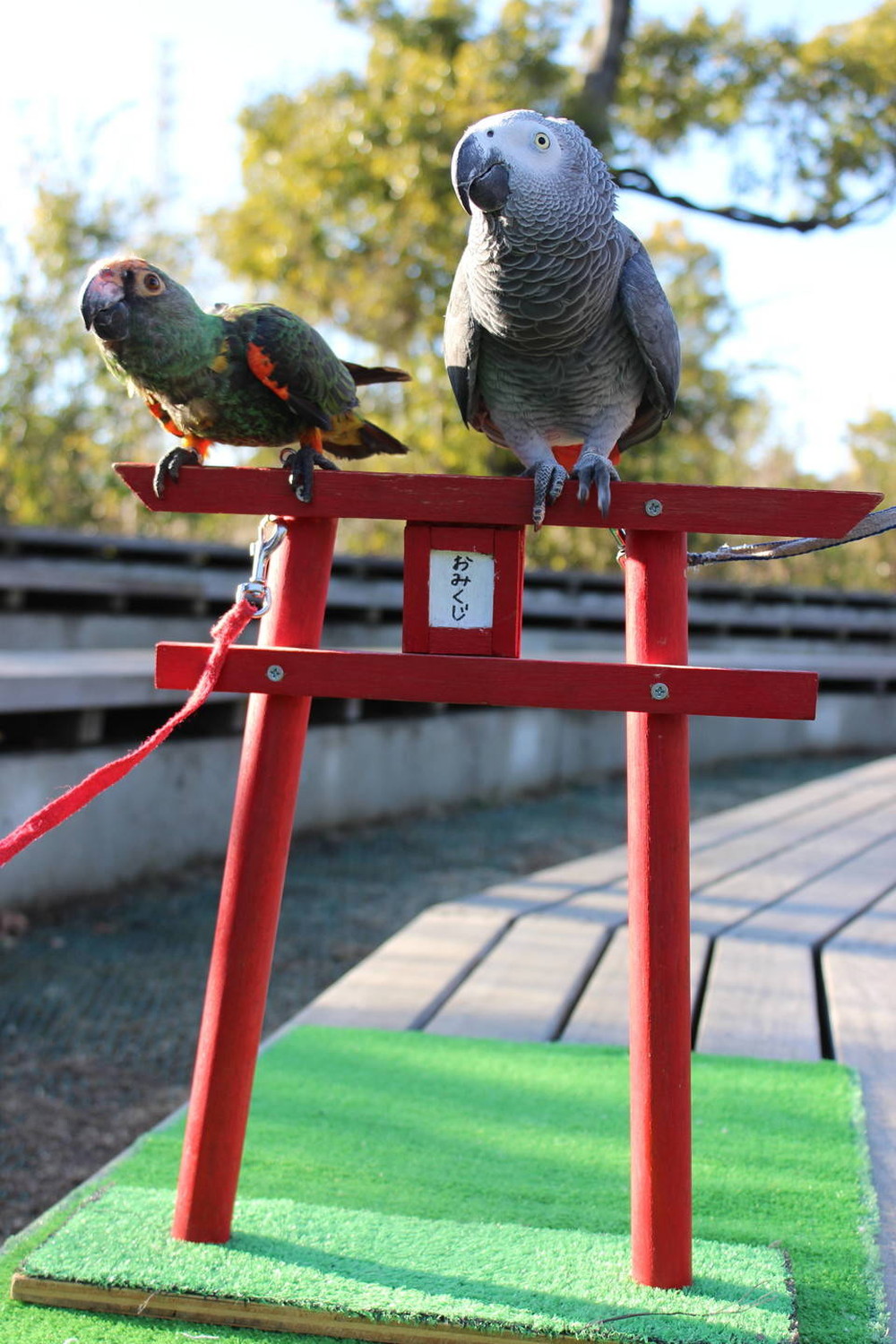 今年の運勢は・・・?の写真